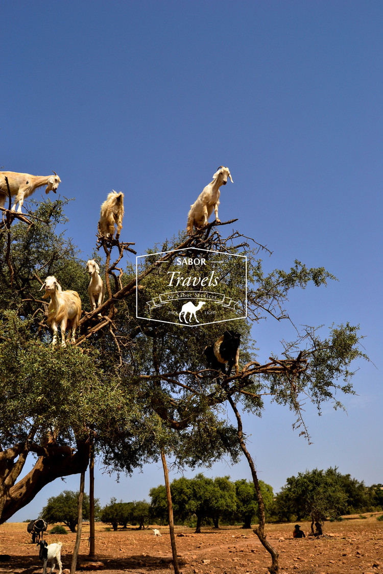 Vue panoramique d’Essaouira