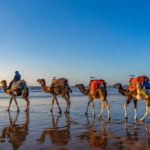 🌊 Excursion à Essaouira – 40 £ par personne – photo 5